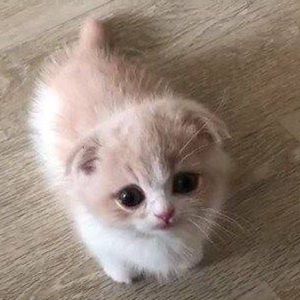 Meet your Posher, Sandy